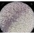 Microscopic Stains