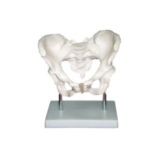 Adult Femal Pelvis