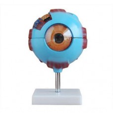 Eye Model