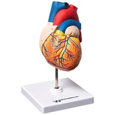 Life Size Heart Model
