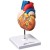 Life Size Heart Model