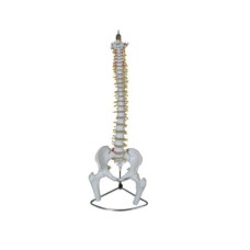 Verterbal Column Spine Model