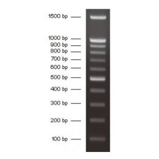 100 Bp DNA Ladder