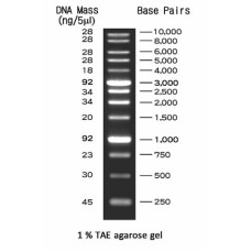 BM010-R500 1Kb bp DNA Ladder 500ul