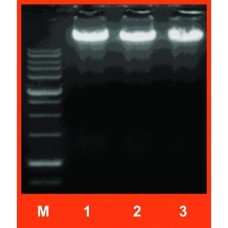 Genomic DNA Mini Kit (Blood/Cultured Cell) GB100/GB300