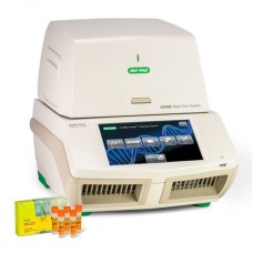Real TIME PCR