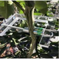 In-Situ Leaf or Stem Water Potential System Model PSY-1