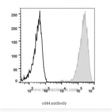 cd44 antibody