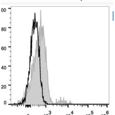 cd74 antibody