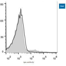 igm antibody