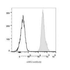 cd45.2 antibody