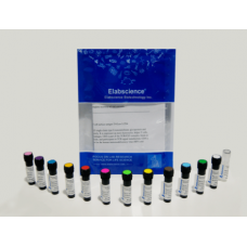 cd206 antibody
