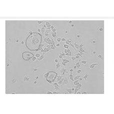 J-774 Cell line