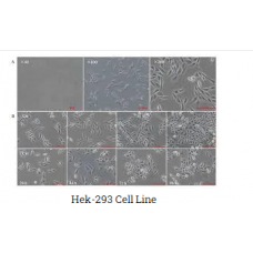 Hek-293 Cell Line