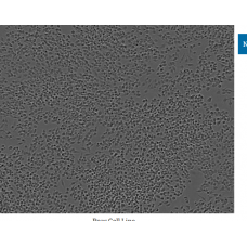 Raw Cell Line