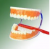 Tooth Care Model