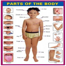 Educational Models and Teaching Aids