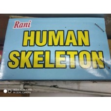 Human Skeleton