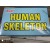 Human Skeleton