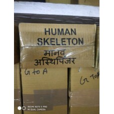 Human Skeleton