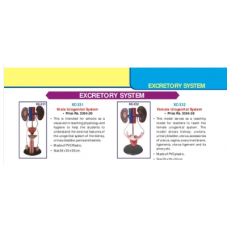 Male And Female Urogenital System