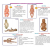 Paediatric Models