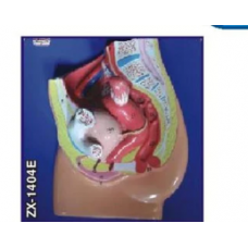 Female Pelvis Model Small