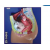 Female Pelvis Model Small