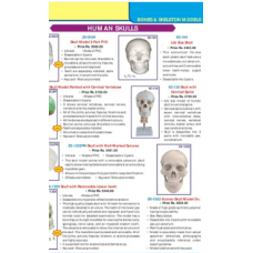 Human Skull Model 3 Parts