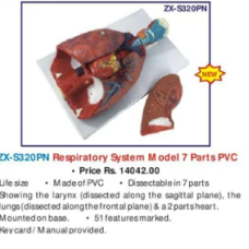 Respiratory System Model, 7 parts, PVC