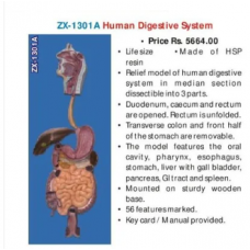 Human Digestive System On Board