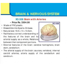 Human Brain With Arteries 8 Parts