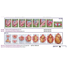 Stages Of Development Of Embryo