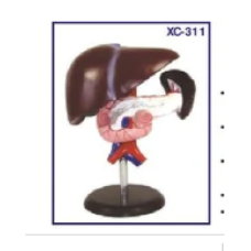 Model of Liver, Pancreas and Duodenum