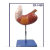 Human Stomach Model