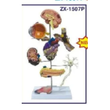 Model of Diabetes