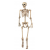 Human Skelton