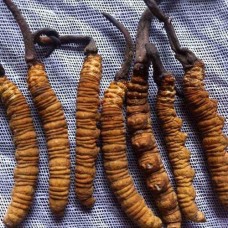 Cordyceps Sinensis