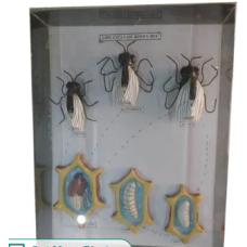 Honey Bee Life Cycle Model