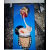 Human Digestive System