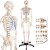 Human Skeleton Model