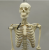 Small Human Skeleton Model