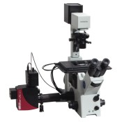 Confocal Microscopes