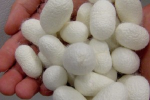 Silk Stabilizes Blood Samples for Months at High Temperatures