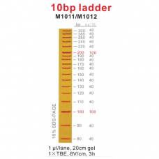 10 Bp DNA Ladder
