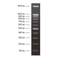 100 Bp DNA Ladder