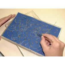Blue Germination Paper