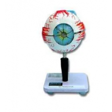 Human Eye Model