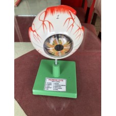 Human Eye Model