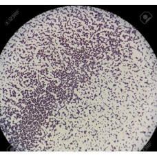 Microscopic Stains